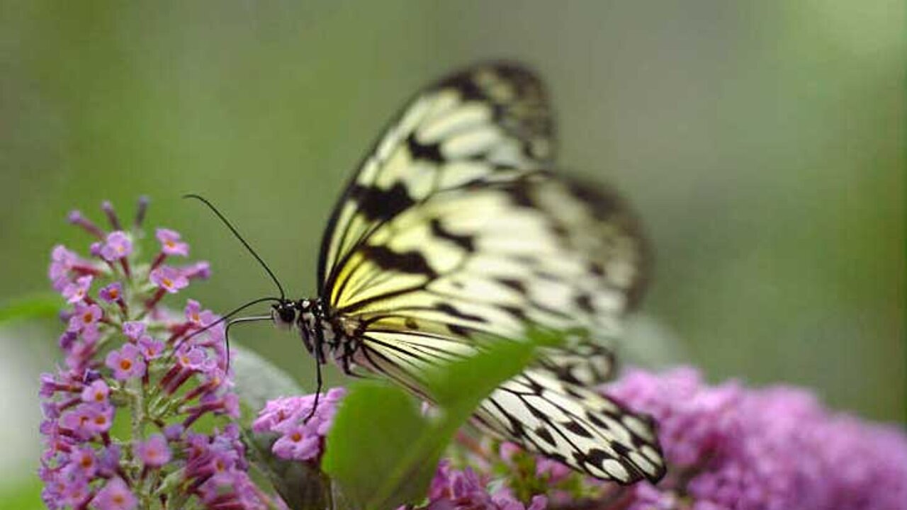 Schmetterlinge