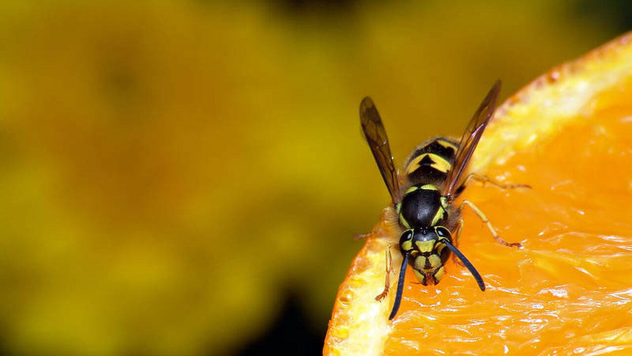 Biene an Obst