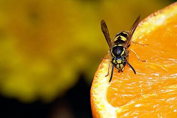 Biene an Obst