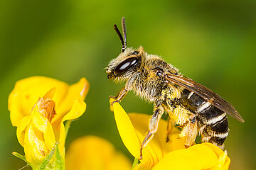 Kleesandbiene