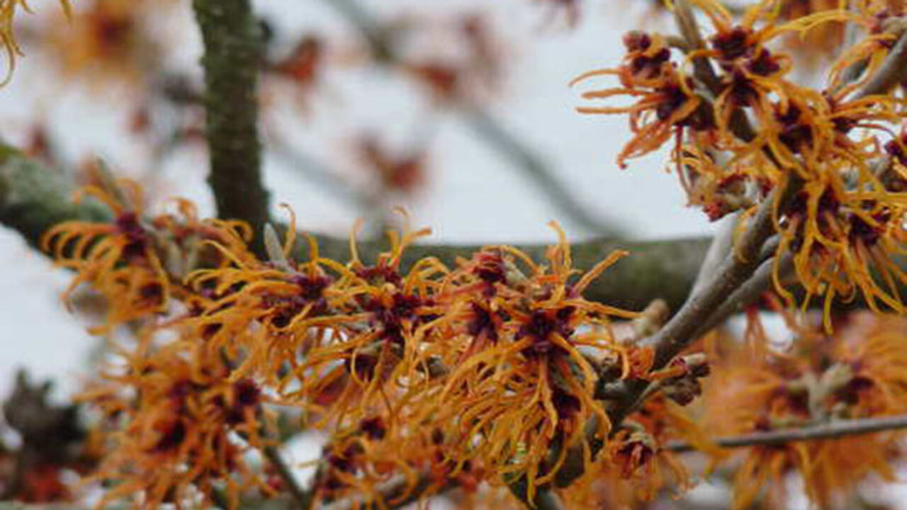 Blüten der Zaubernuss