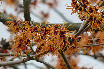 Blüten der Zaubernuss