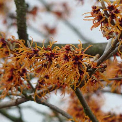 Blüten der Zaubernuss