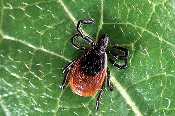 Zecke auf Blatt