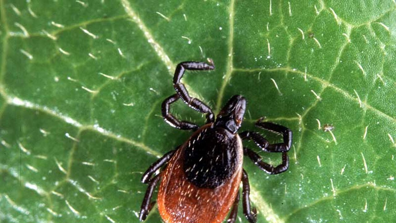 Zecke auf Blatt