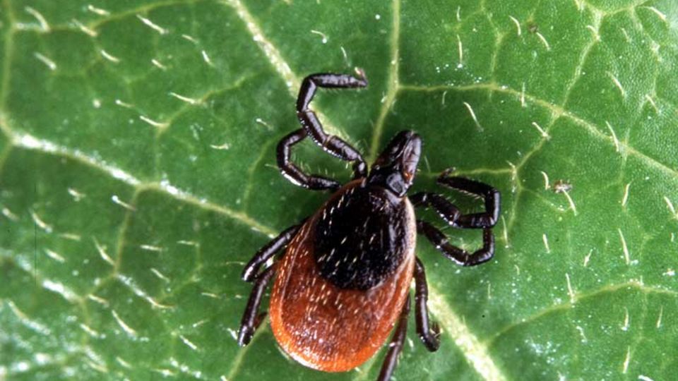 Zecke auf Blatt