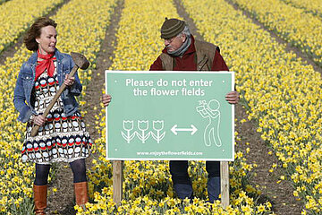 Tulpenfelder