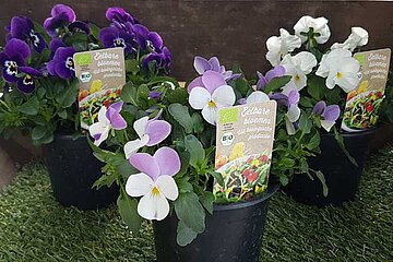 Essbare Blumen