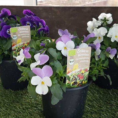 Essbare Blumen
