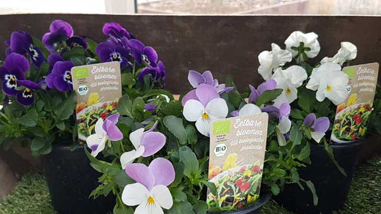 Essbare Blumen