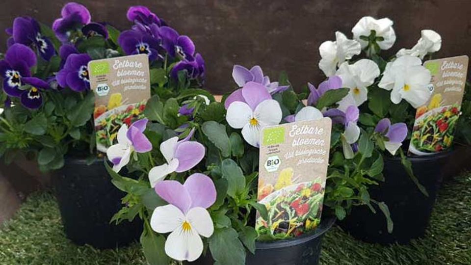Essbare Blumen