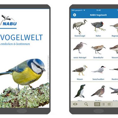 Vogelwelt