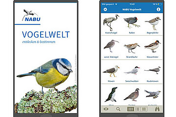 Vogelwelt