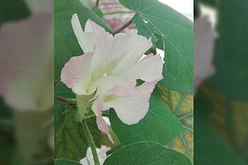 Baumwollblüte