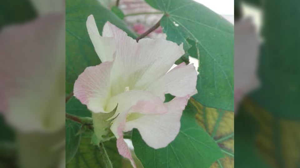 Baumwollblüte