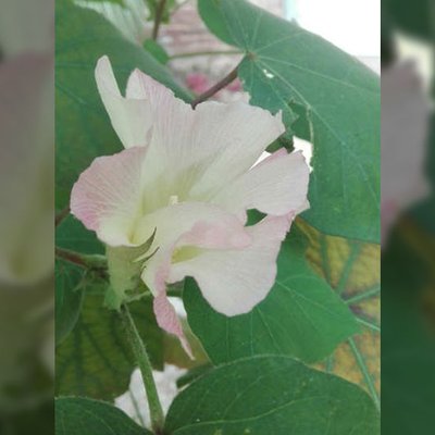 Baumwollblüte