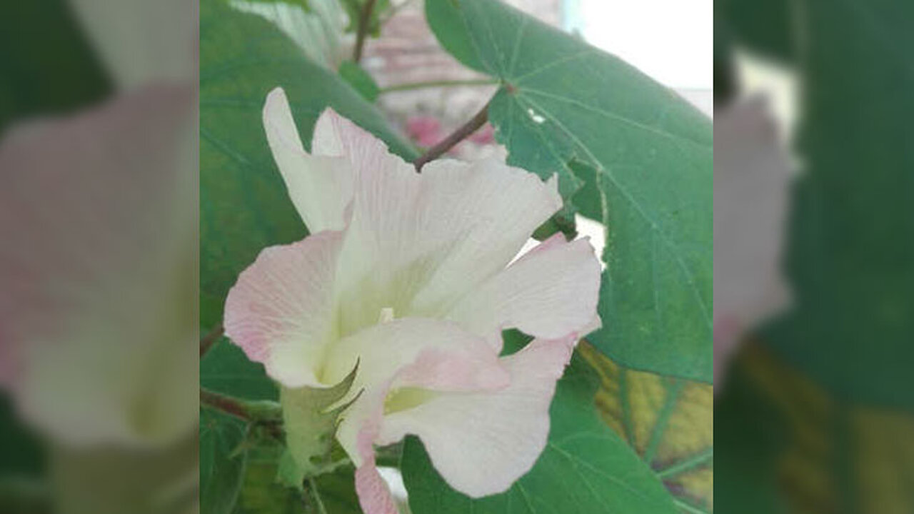 Baumwollblüte