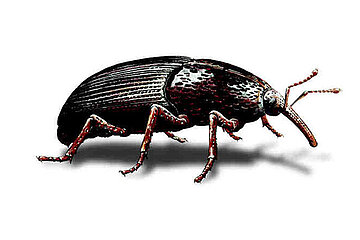 Kornkäfer