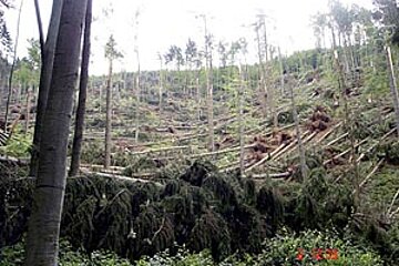 Waldschäden des Orkan Kyrill Waldschäden des Orkan Kyrill