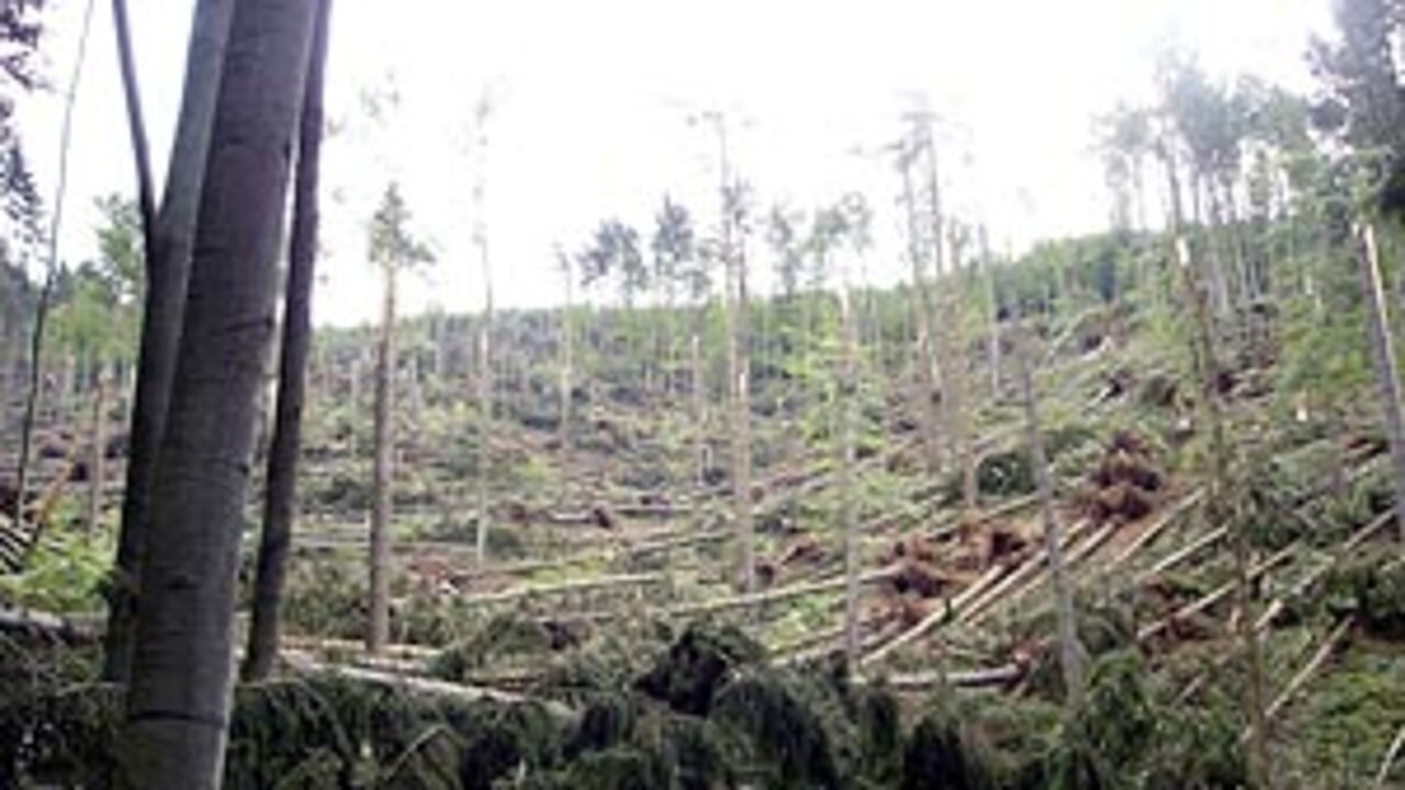 Waldschäden des Orkan Kyrill Waldschäden des Orkan Kyrill