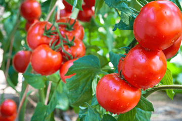 Strauchtomaten und Salatgurken