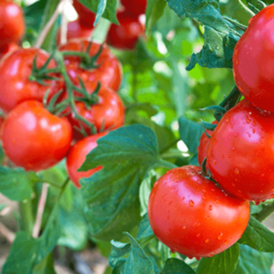 Strauchtomaten und Salatgurken