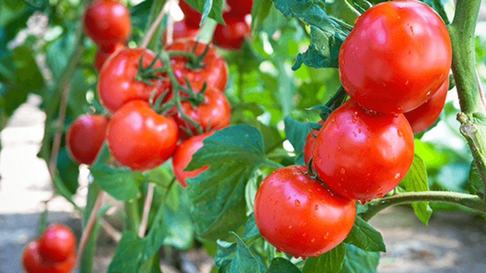 Strauchtomaten und Salatgurken