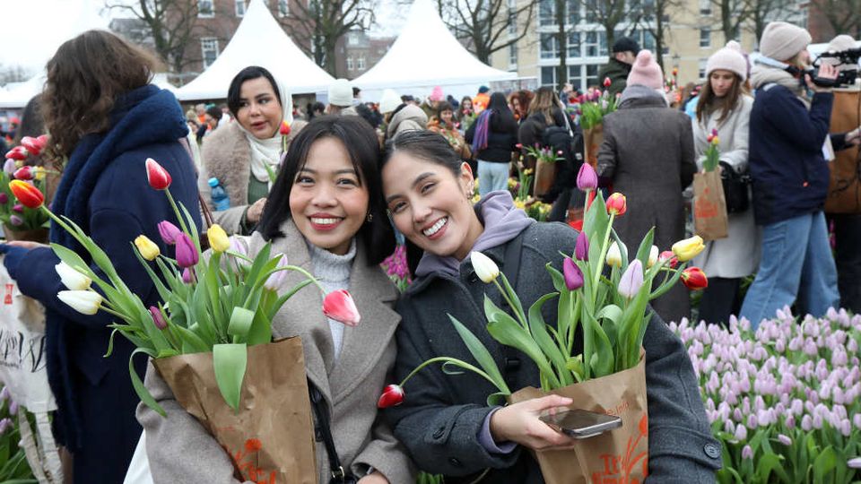 Tulpen in verschiedenen Farben