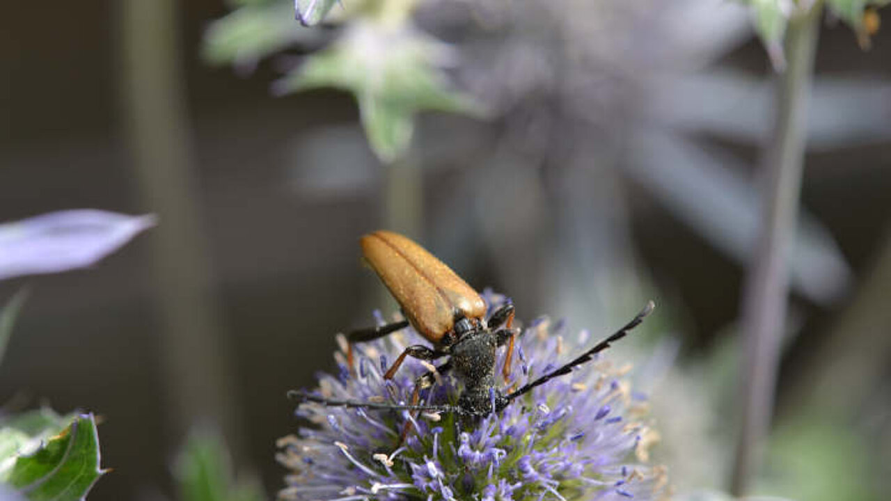 Insekt auf Blüte