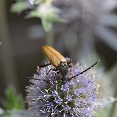 Insekt auf Blüte