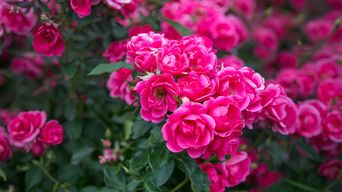 Rosen pink