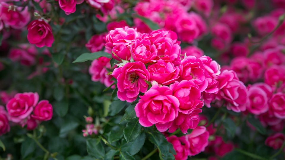 Rosen pink