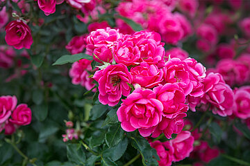 Rosen pink