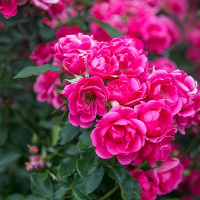 Rosen pink