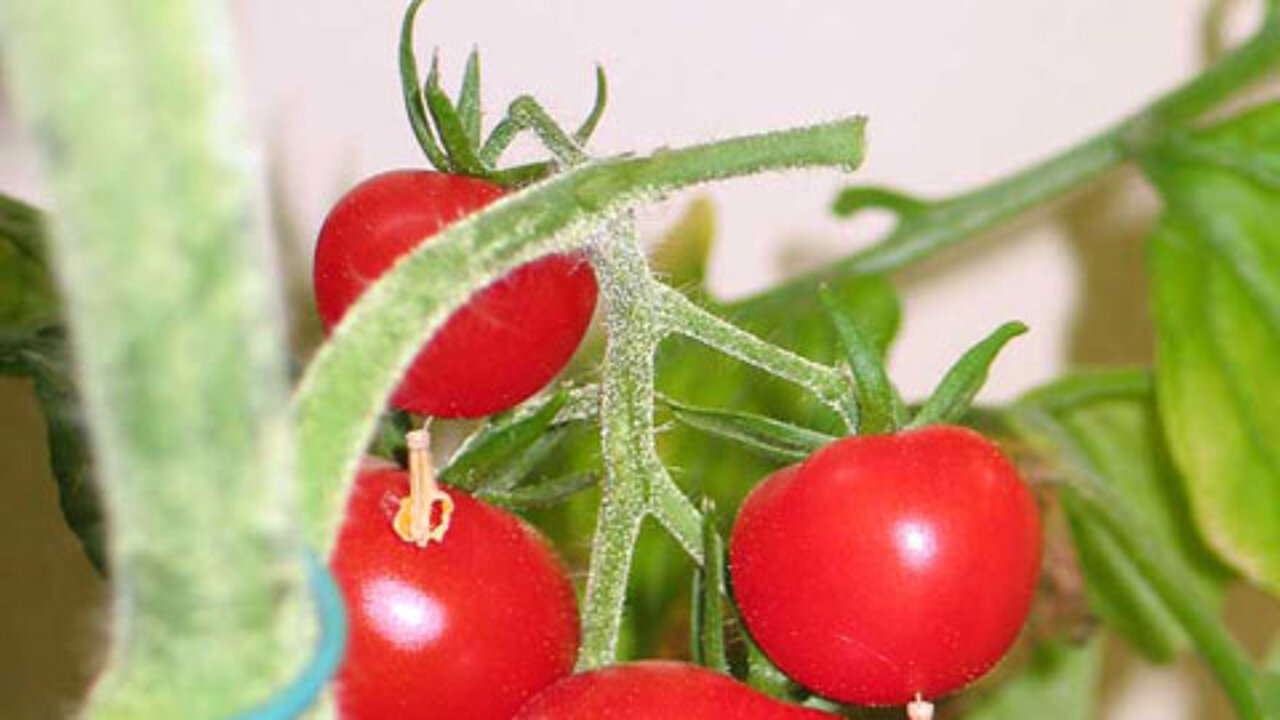 Tomatenstrauch Tomatenstrauch