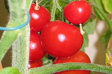 Tomatenstrauch