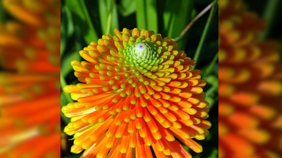 Fackellilie (Kniphofia)