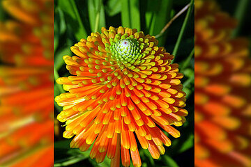 Fackellilie (Kniphofia)