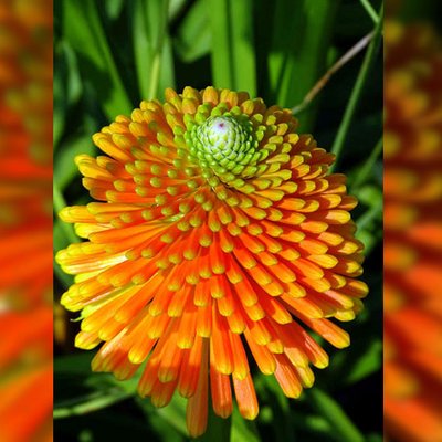 Fackellilie (Kniphofia)