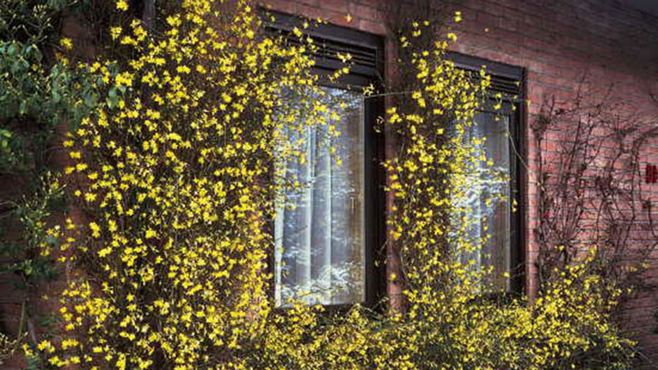 Winterjasmin
