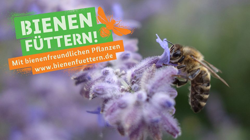 Initiative Bienen füttern