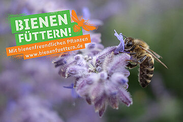 Initiative Bienen füttern