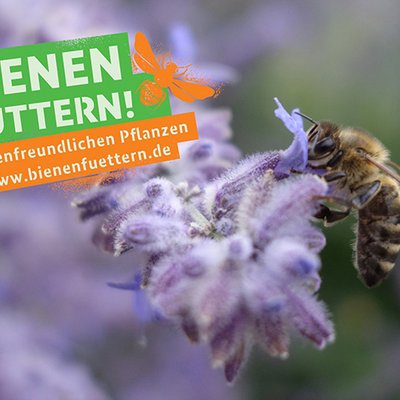 Initiative Bienen füttern