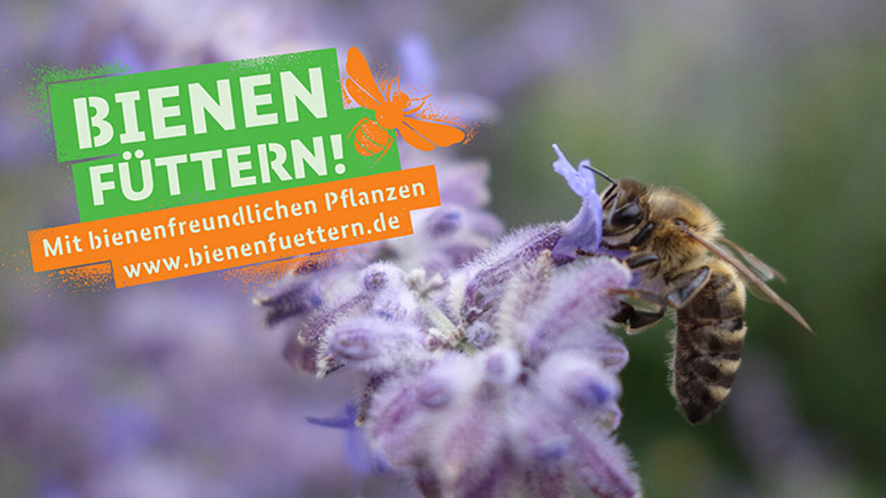 Initiative Bienen füttern