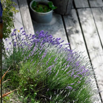 Lavendel