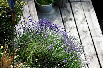 Lavendel