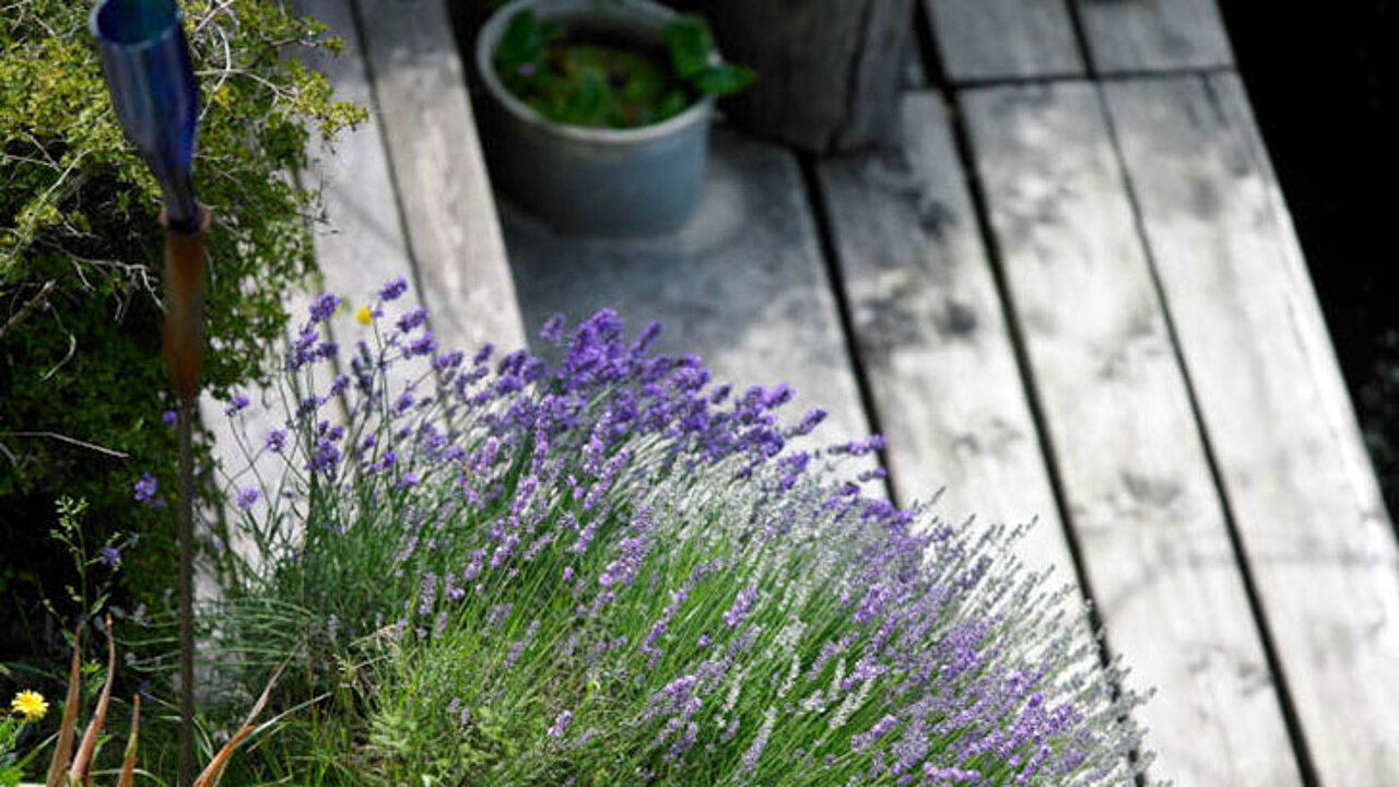 Lavendel