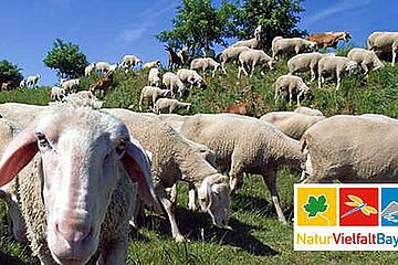 BayernNetzNatur