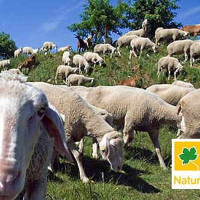 BayernNetzNatur