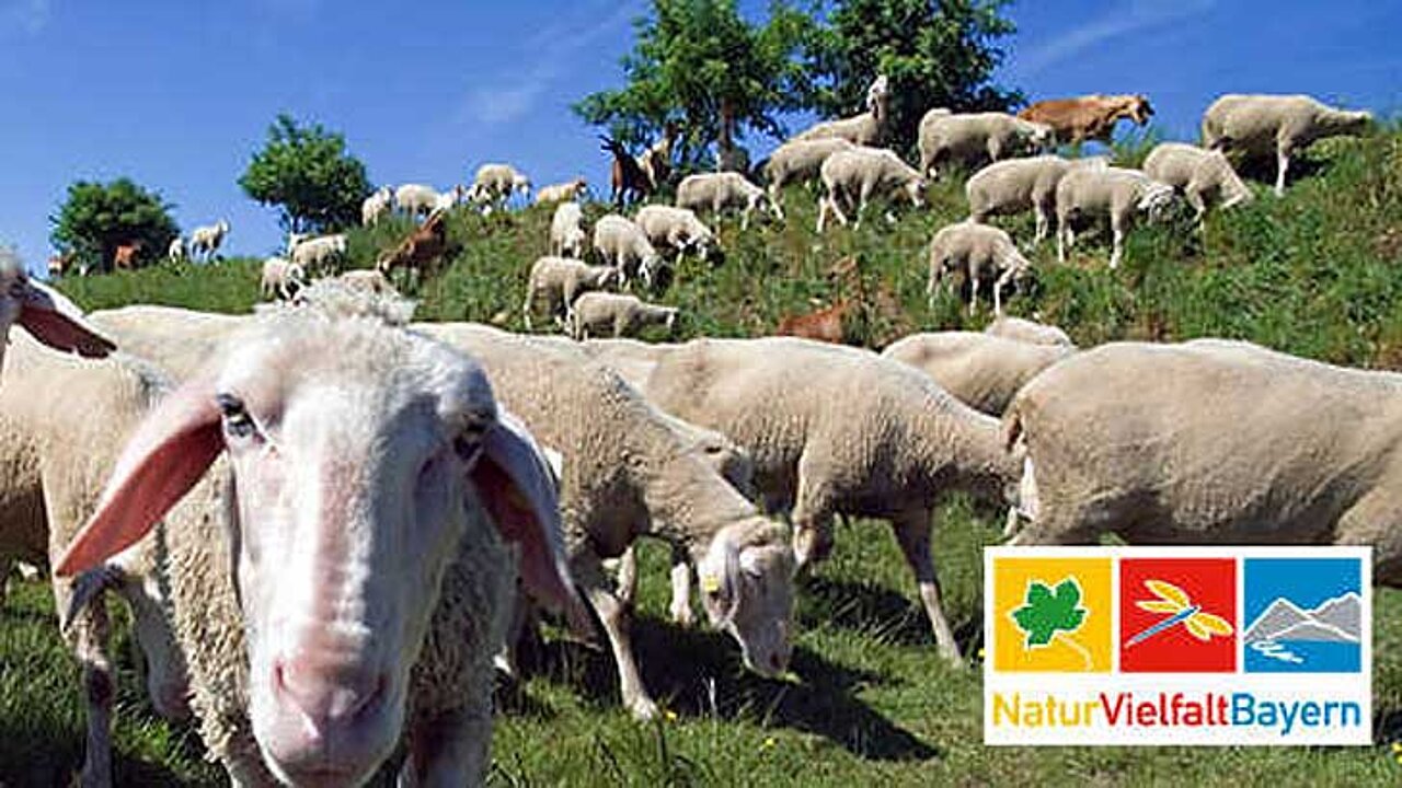 BayernNetzNatur